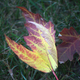 Illustration for article titled Shooting Challenge Fall Leaves Gallery 2